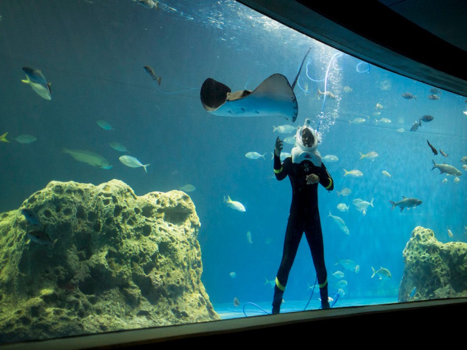 Guests watch a diver inside the exhibit tank during the immersive OdySea Voyager experience.